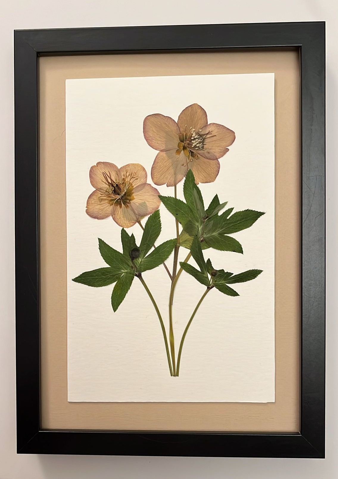 Helleborus x hybridus II