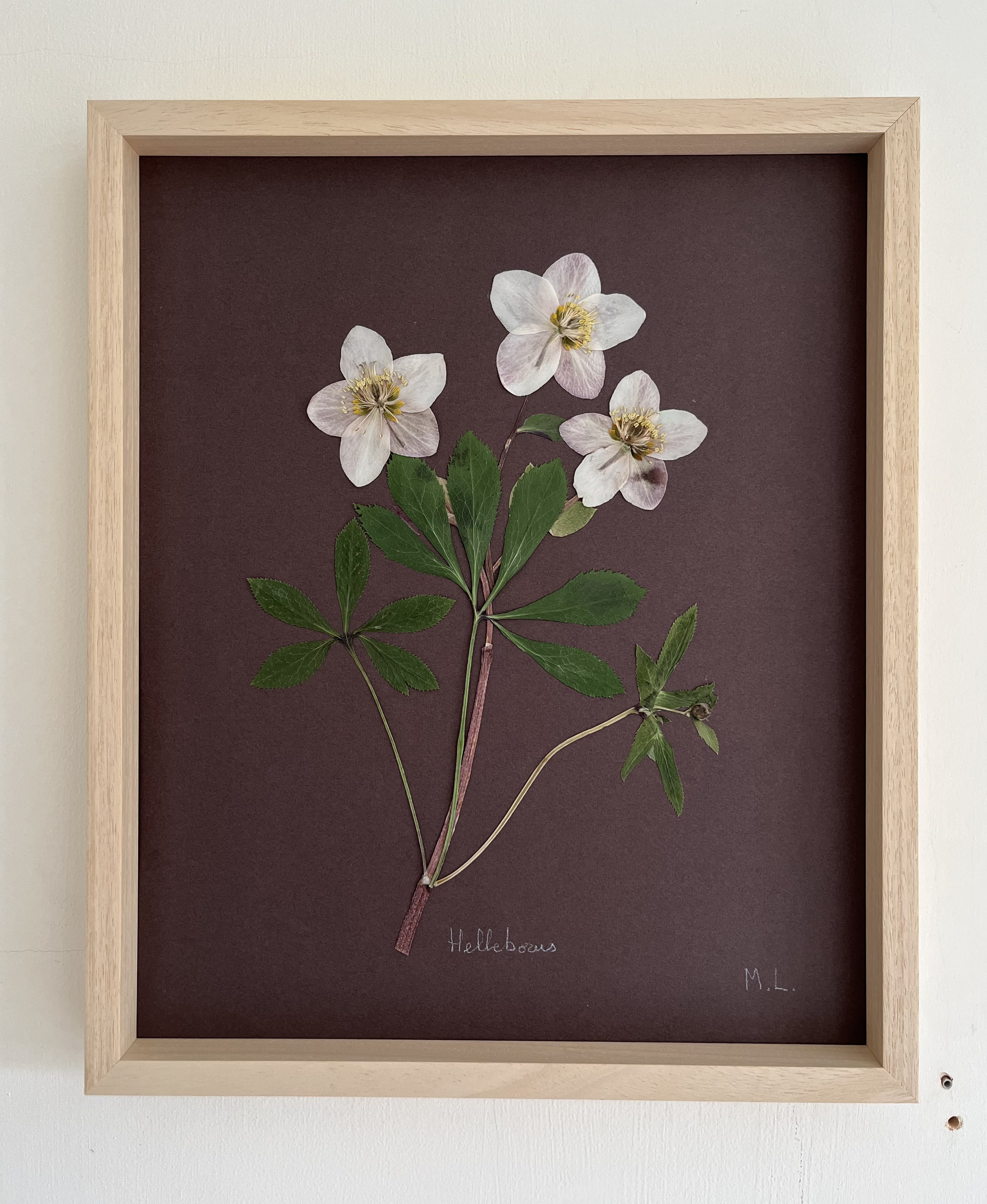 Cuadro de flores prensadas Helleborus x hybridus - Laevigata Botanics