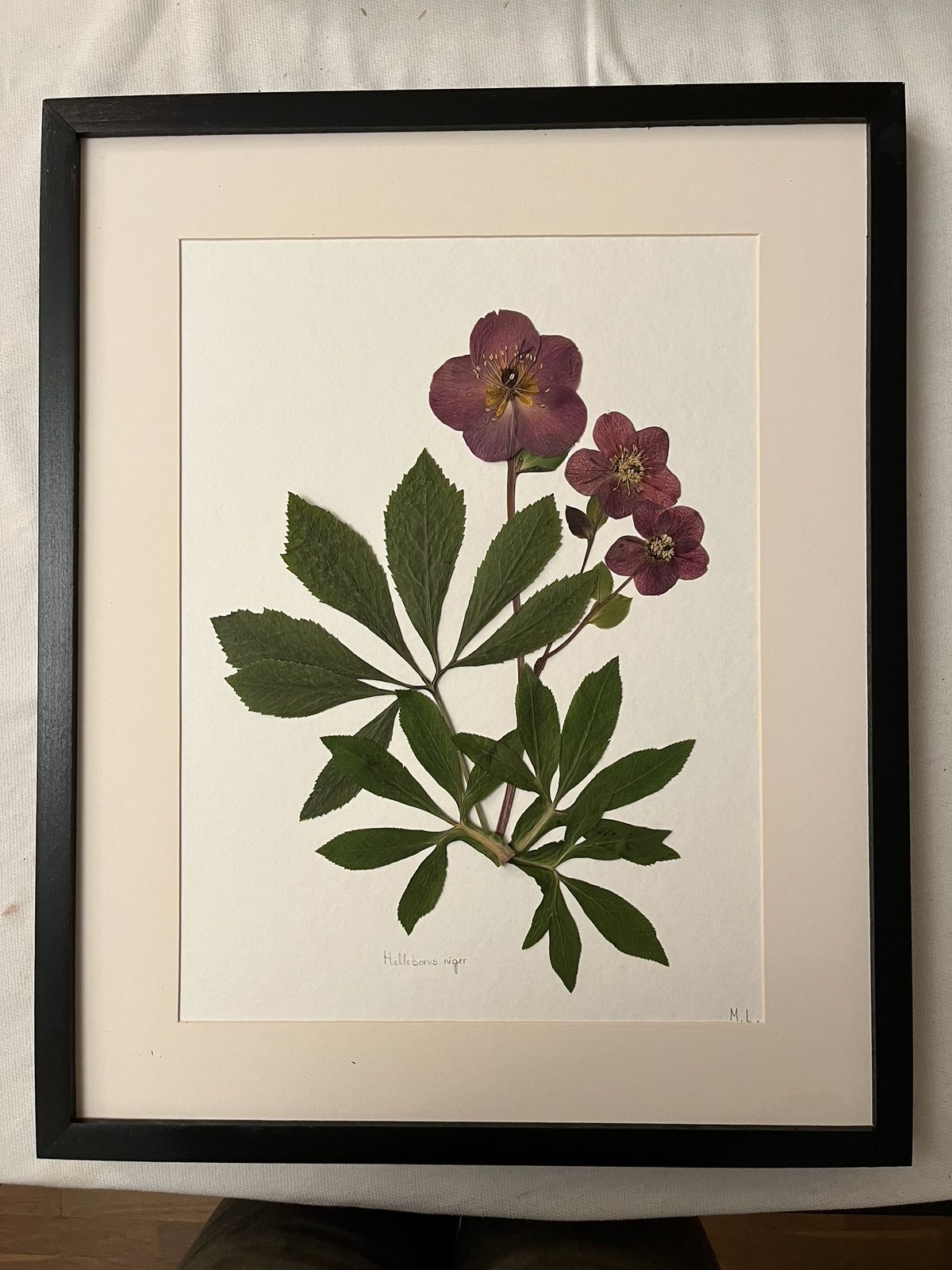 Helleborus x hybridus