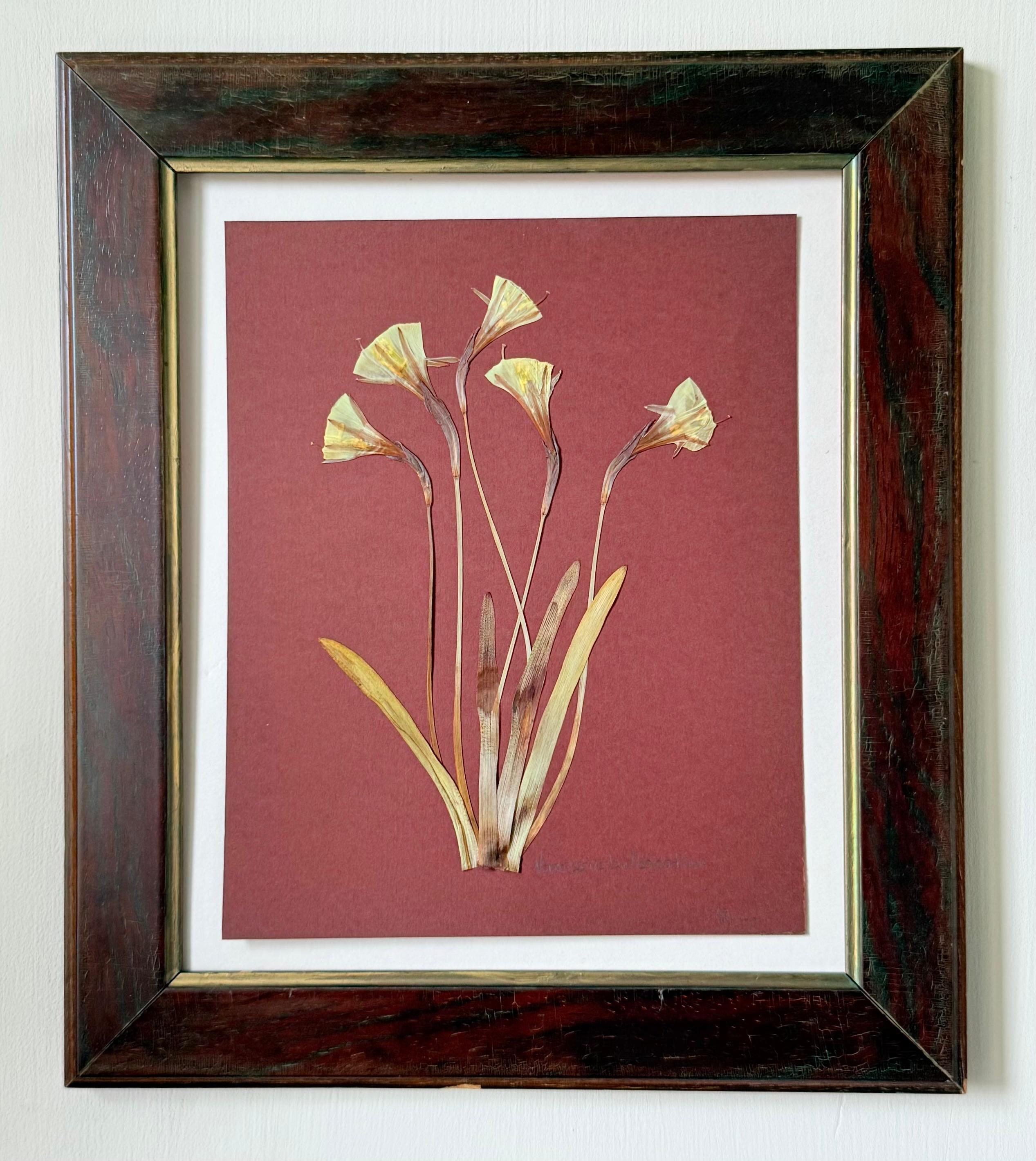 Narcissus bulbocodium